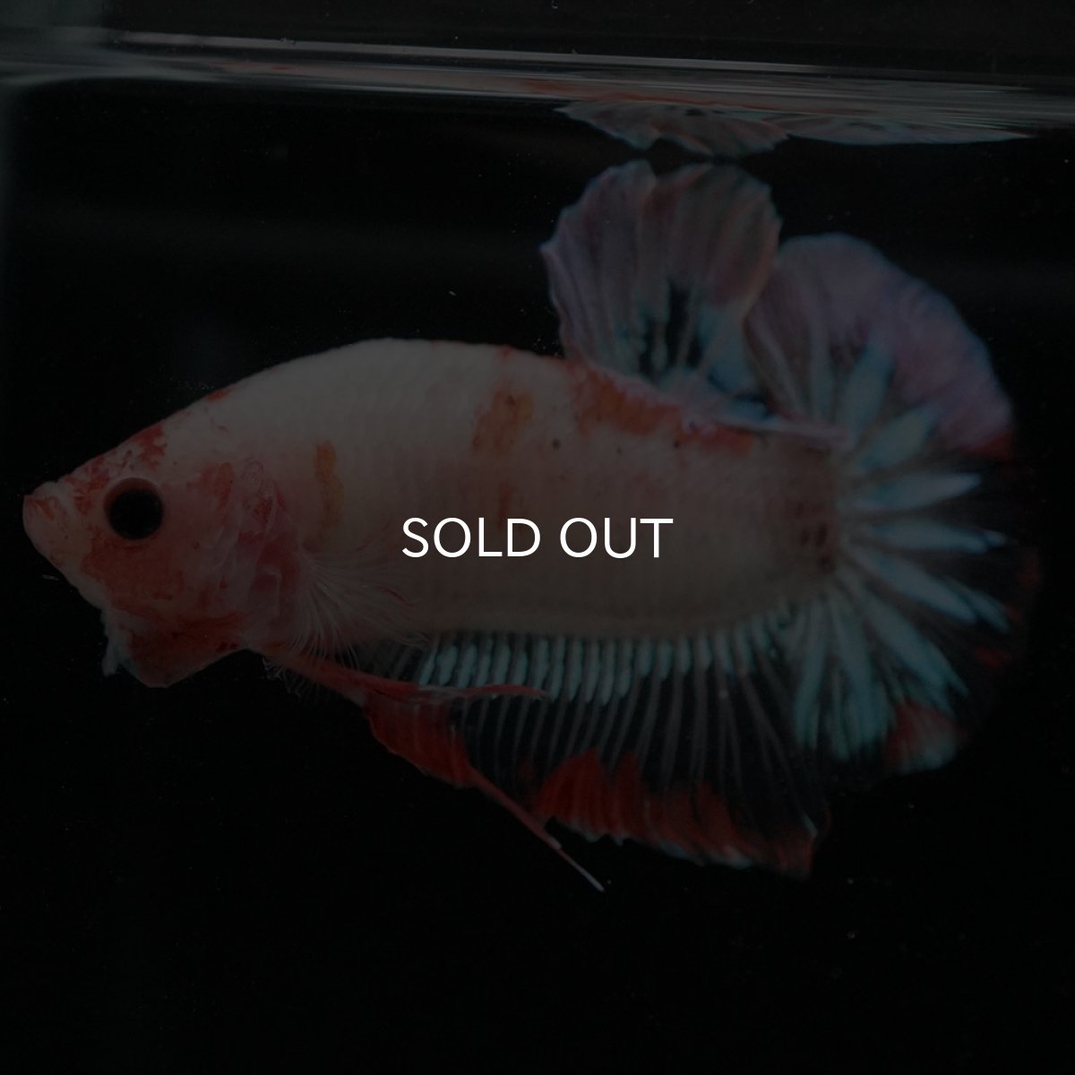 画像6: HMPK　ファンシークリア (6)