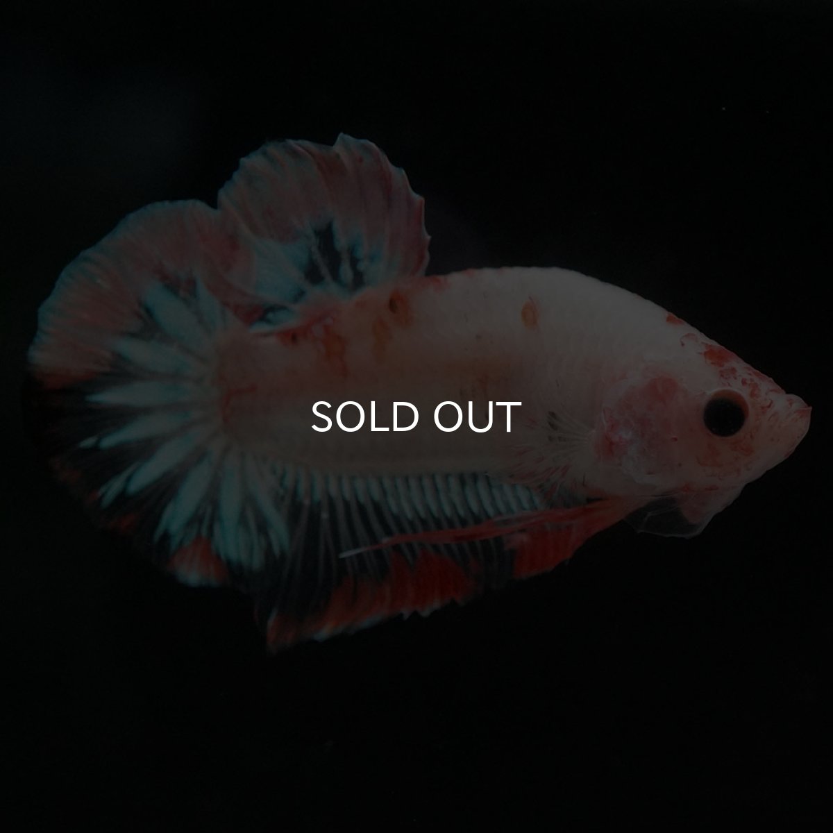 画像7: HMPK　ファンシークリア (7)