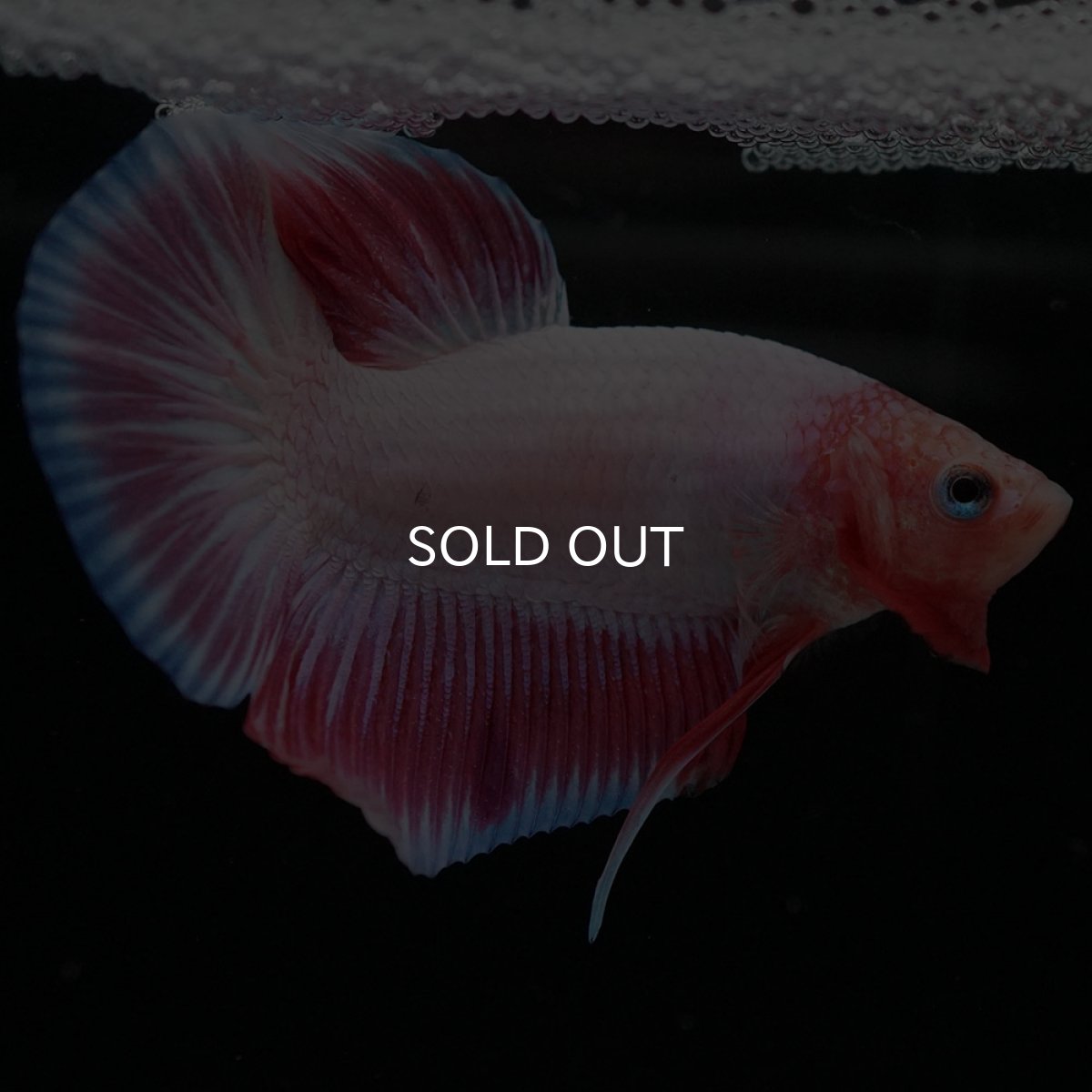 画像6: HMPK ファンシー (6)