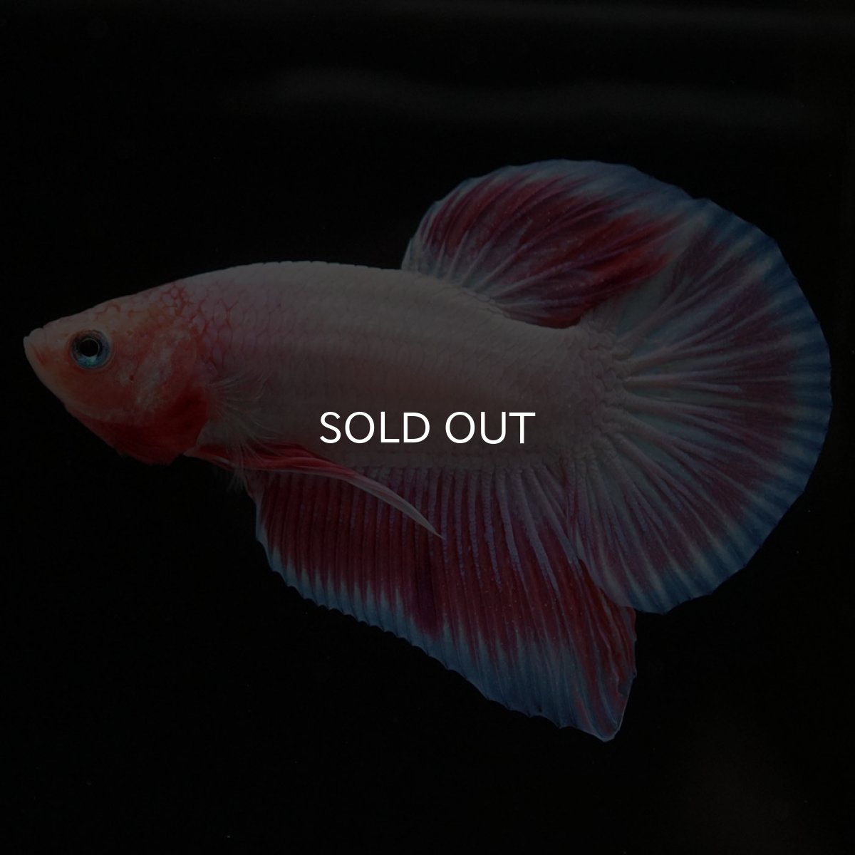 画像2: HMPK ファンシー (2)