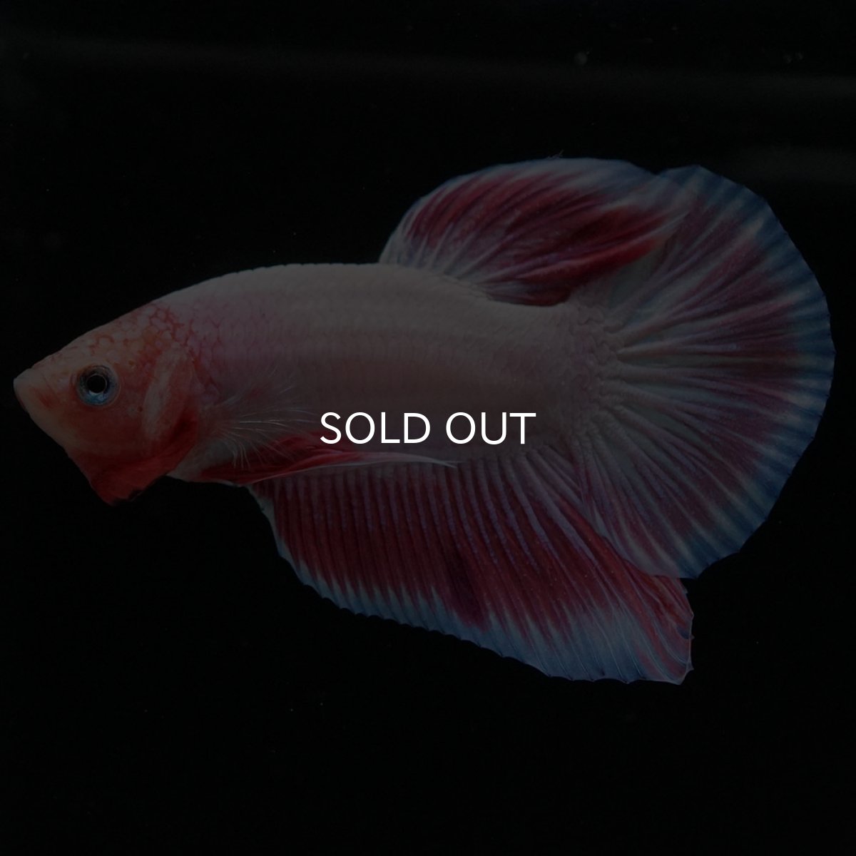 画像4: HMPK ファンシー (4)