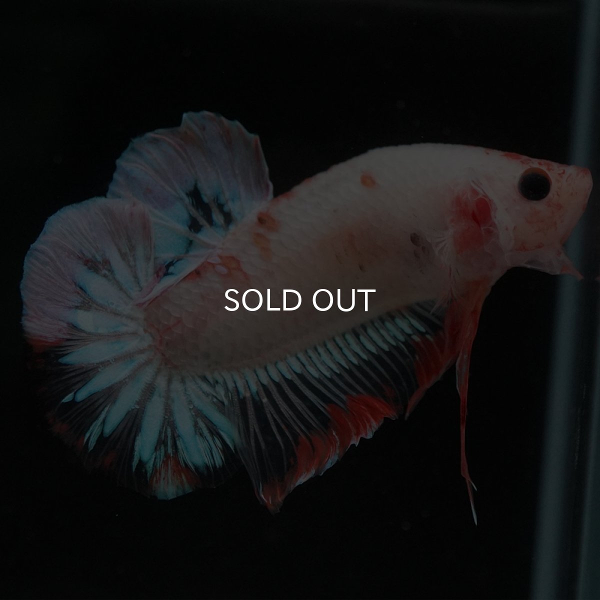 画像5: HMPK　ファンシークリア (5)