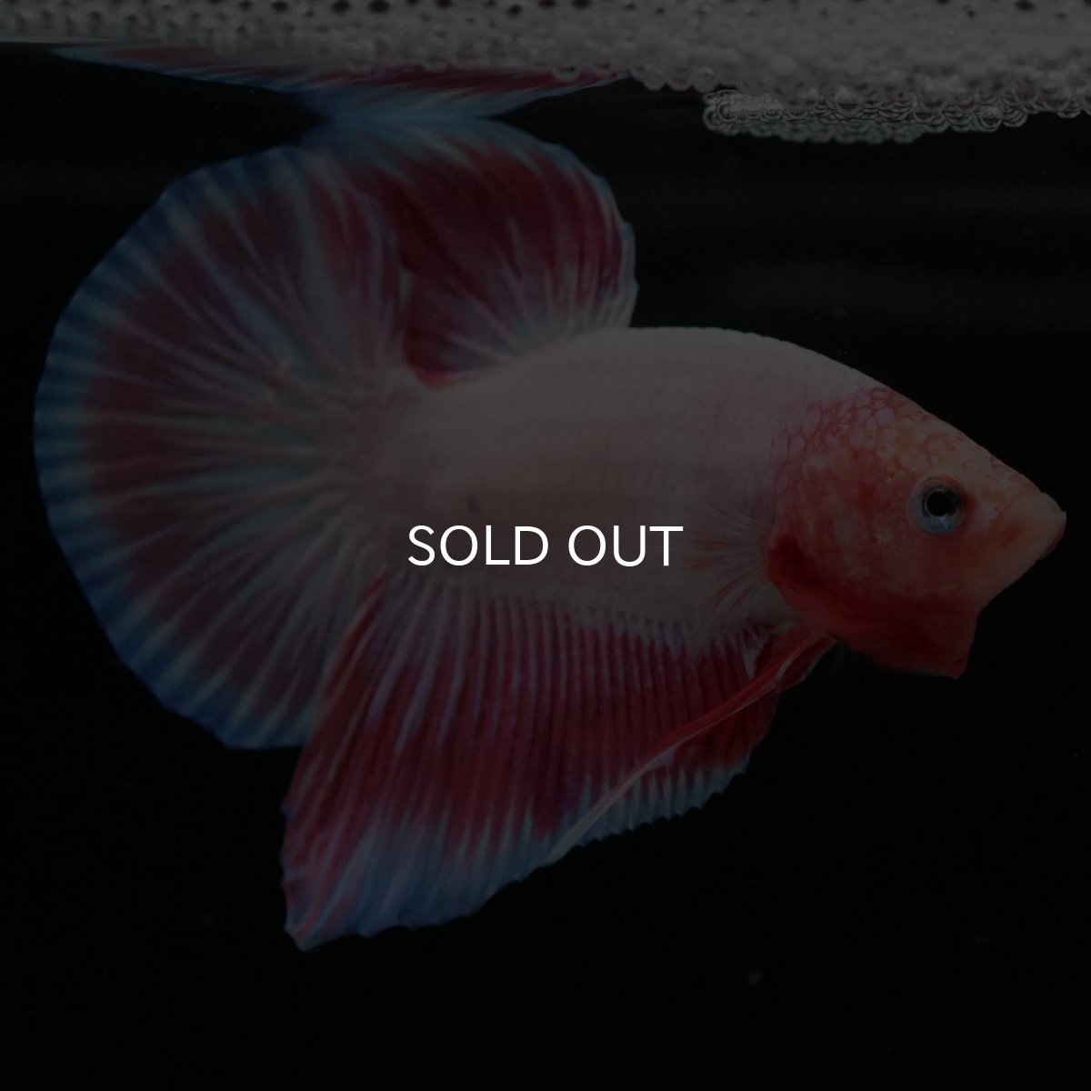 画像3: HMPK ファンシー (3)