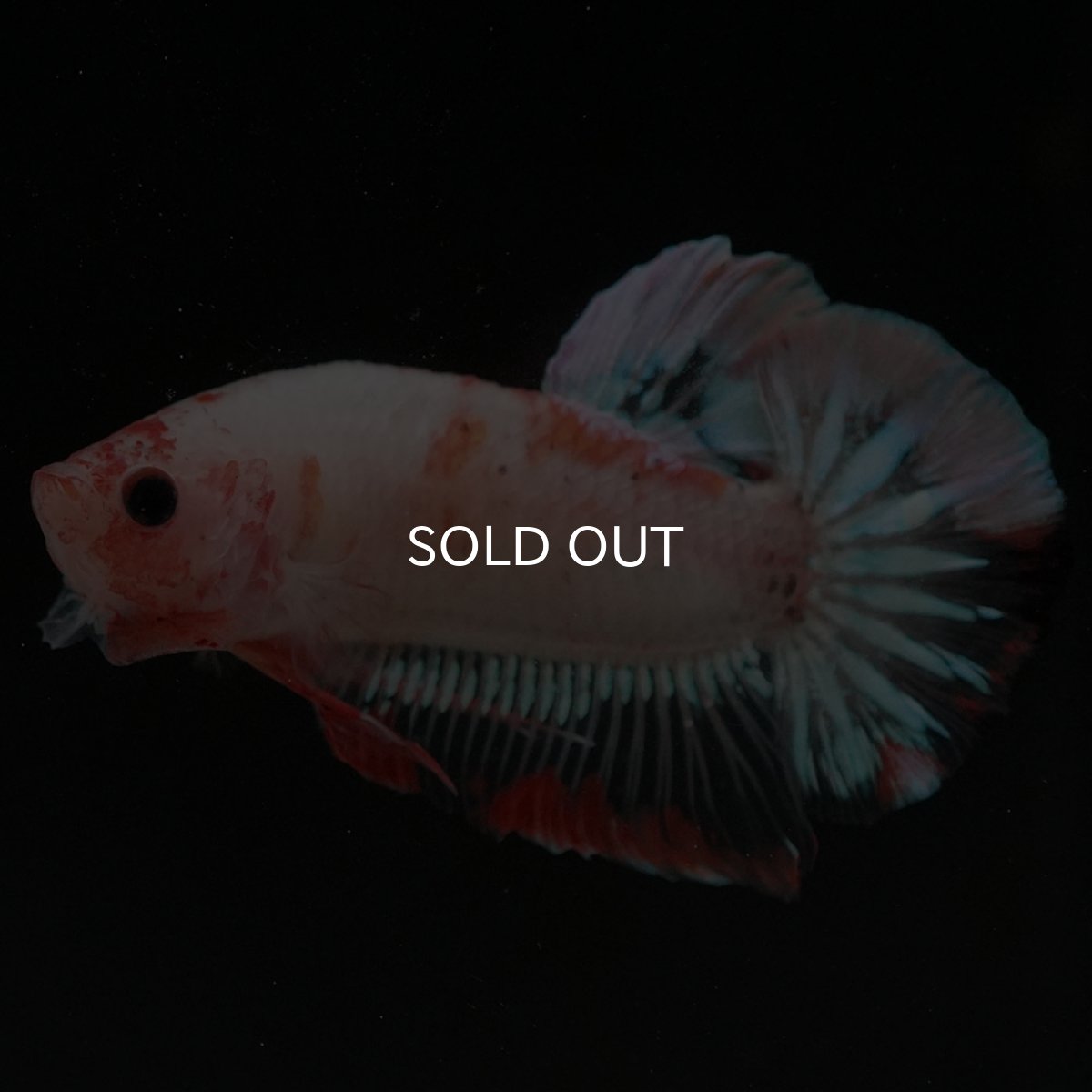 画像4: HMPK　ファンシークリア (4)