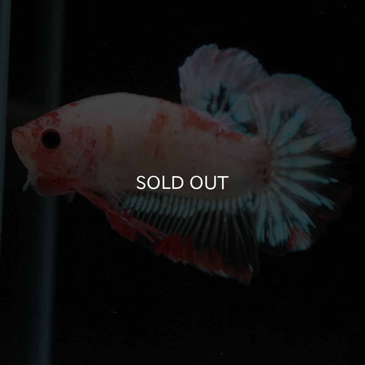 画像2: HMPK　ファンシークリア (2)