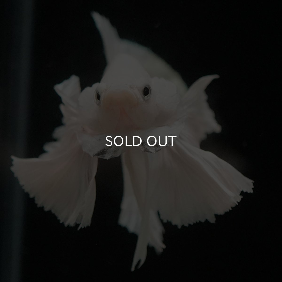 画像3: HMPKダンボ ホワイト (3)