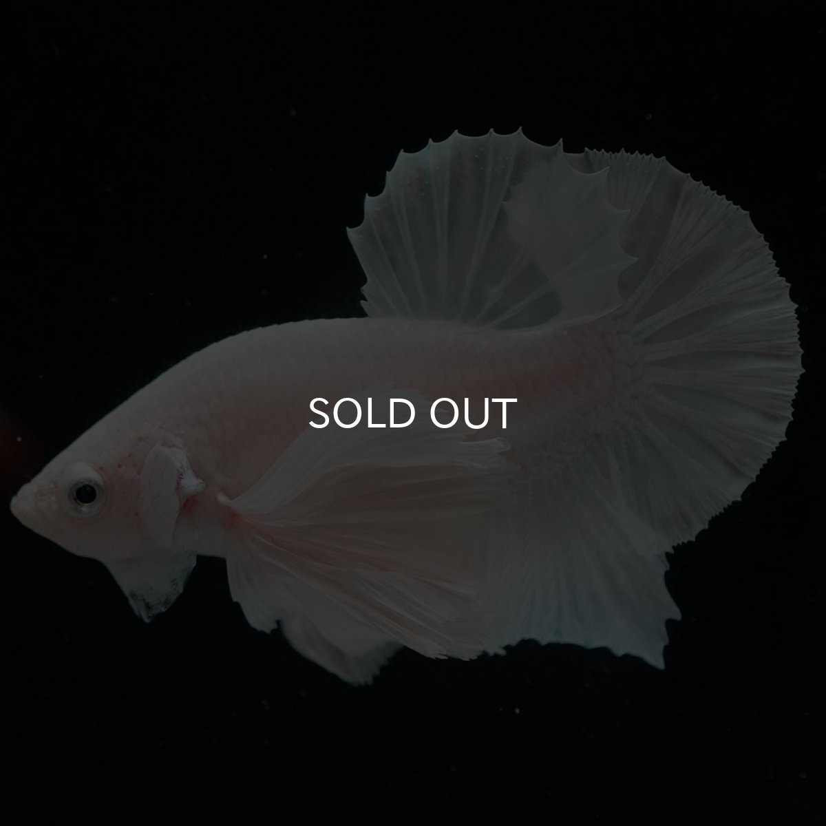 画像13: HMPKダンボ ホワイト (13)