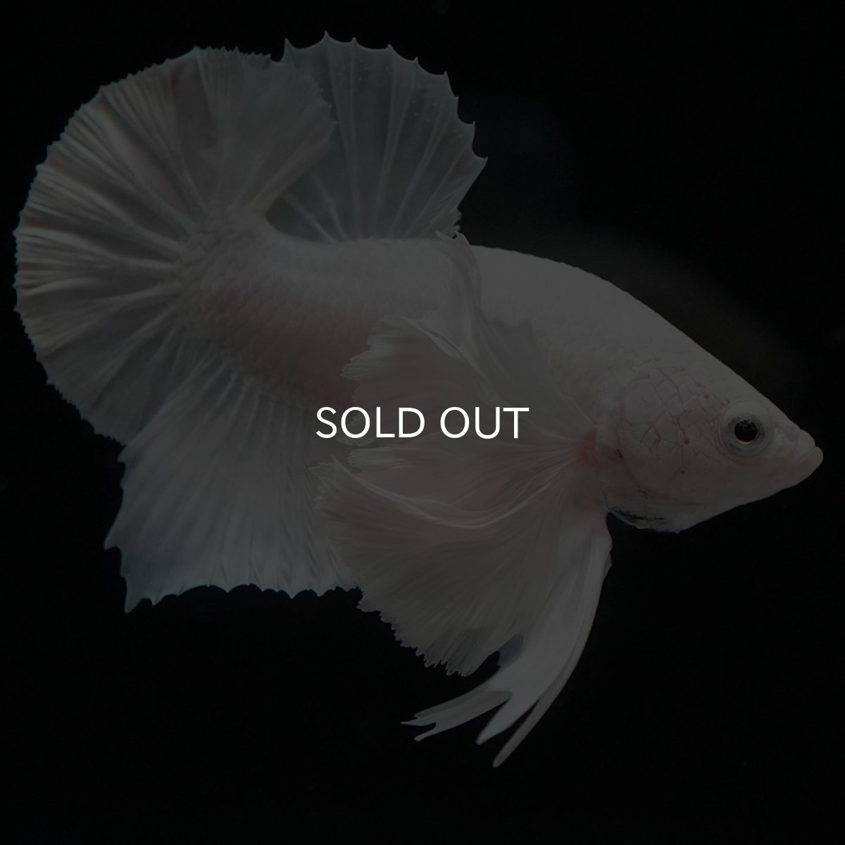 画像12: HMPKダンボ ホワイト (12)