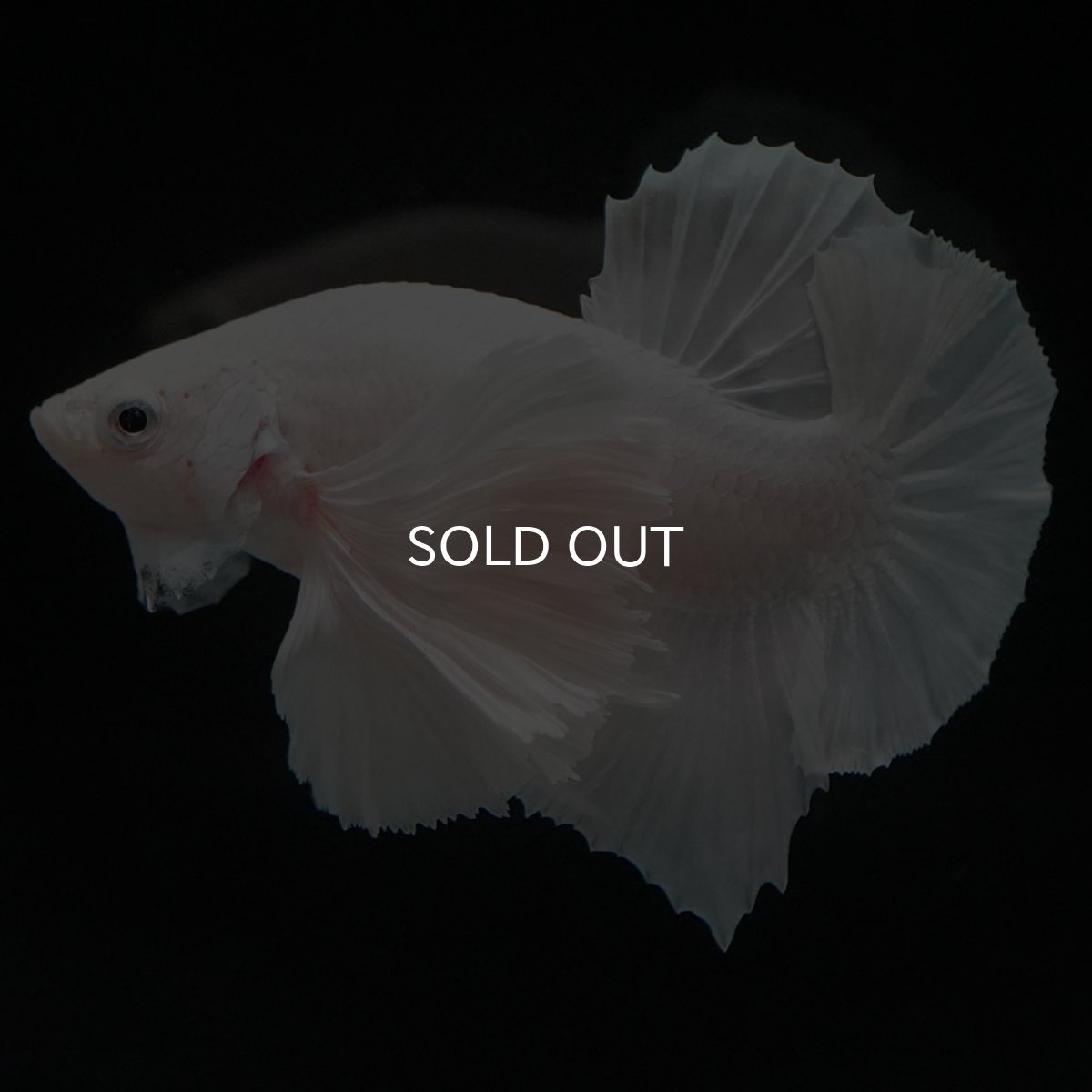 画像11: HMPKダンボ ホワイト (11)