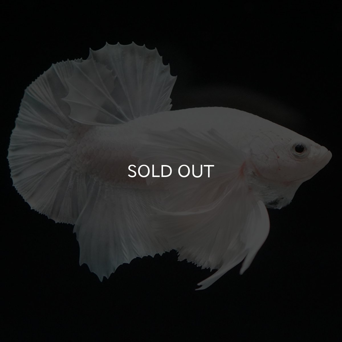 画像10: HMPKダンボ ホワイト (10)