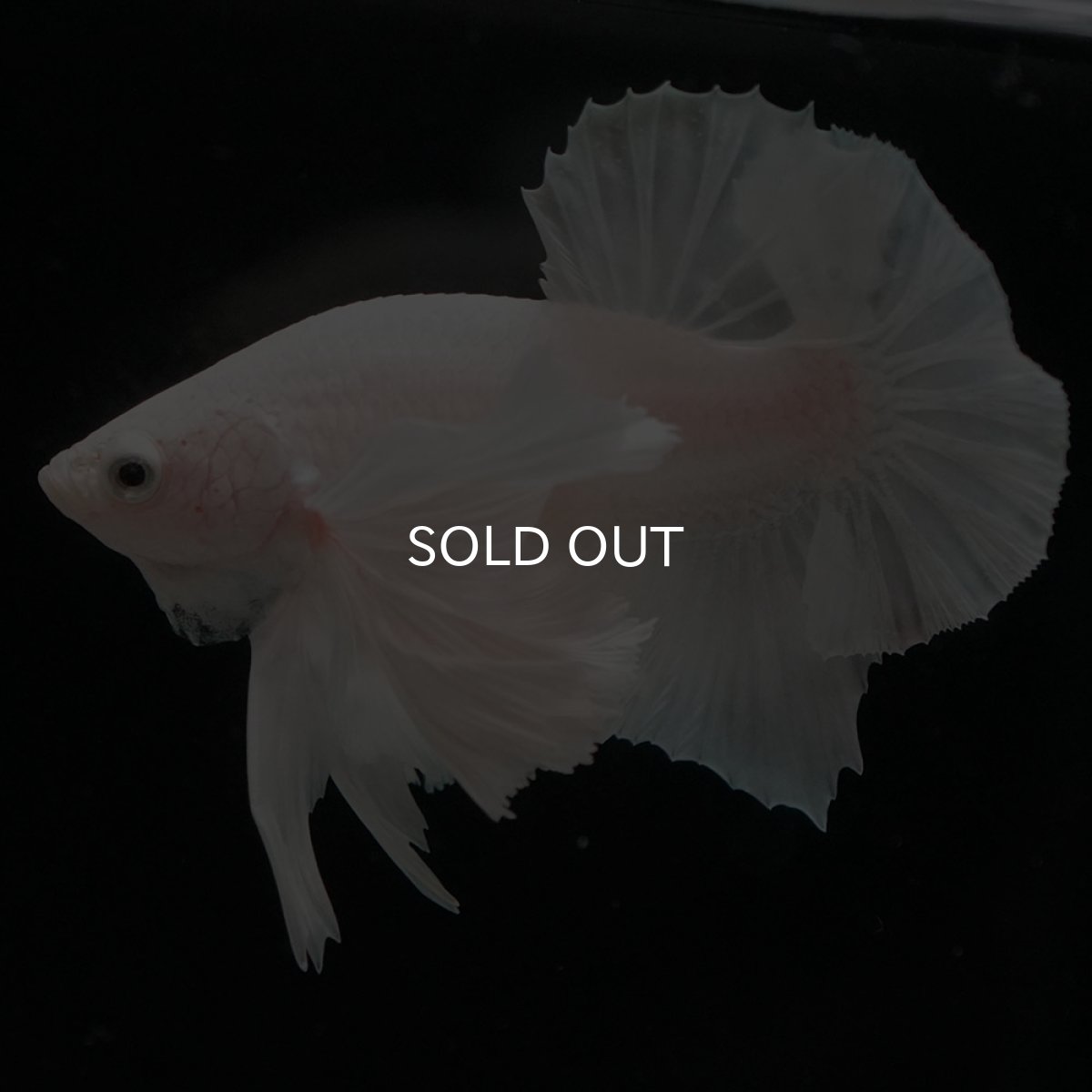 画像9: HMPKダンボ ホワイト (9)