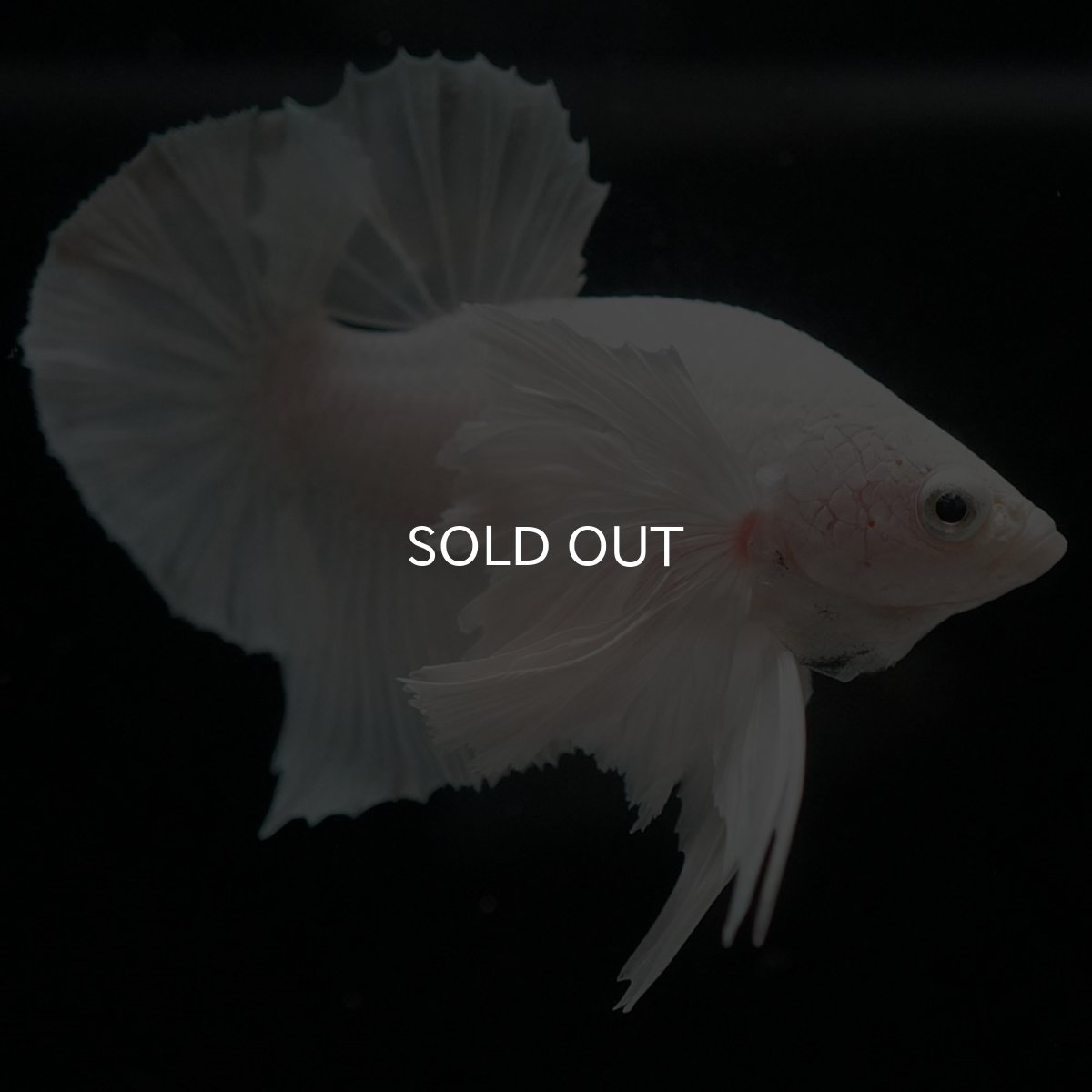 画像8: HMPKダンボ ホワイト (8)