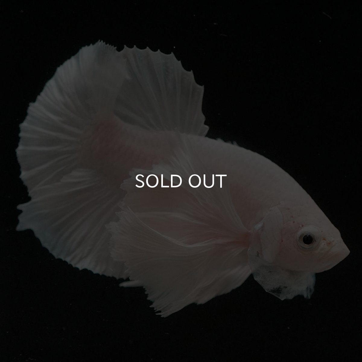 画像6: HMPKダンボ ホワイト (6)