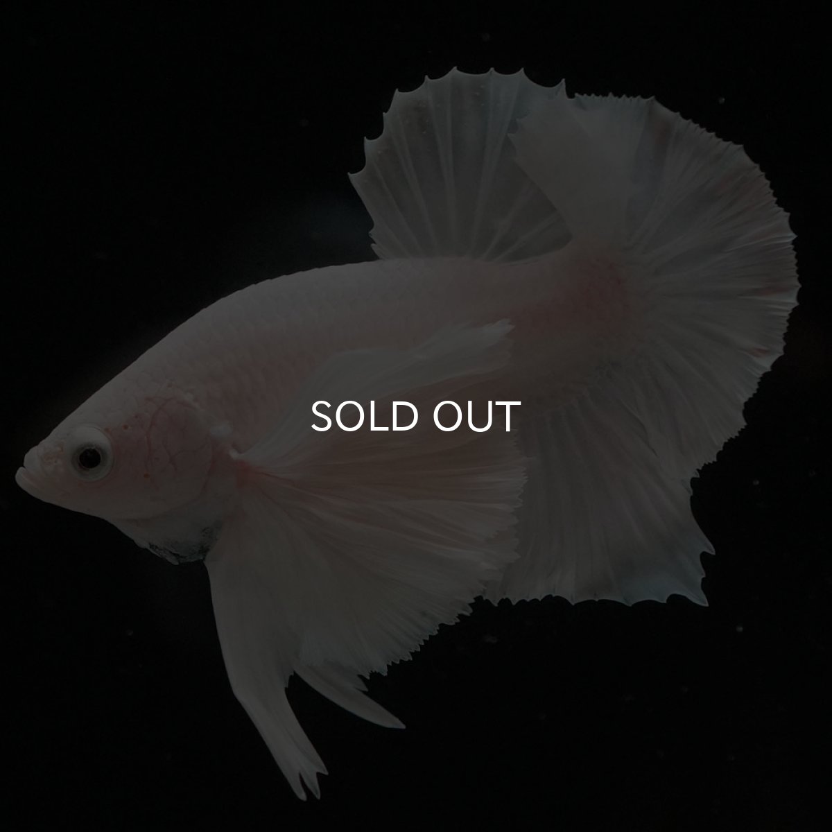 画像2: HMPKダンボ ホワイト (2)