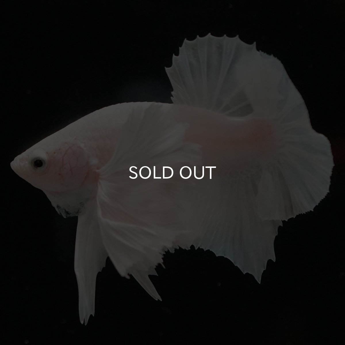 画像7: HMPKダンボ ホワイト (7)