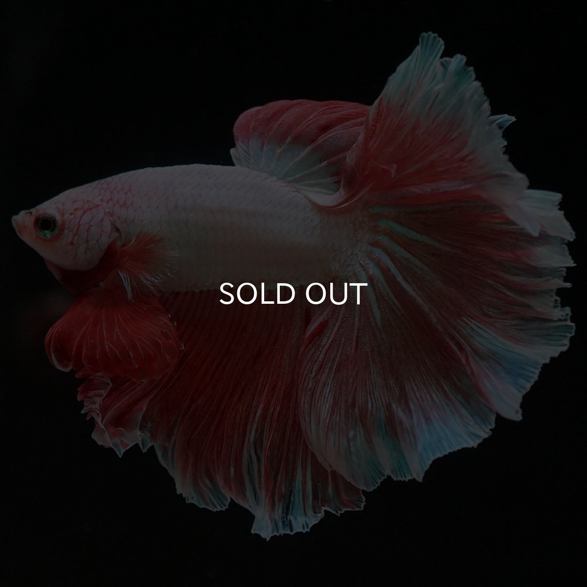 画像5: HM ファンシー ローズテール (5)