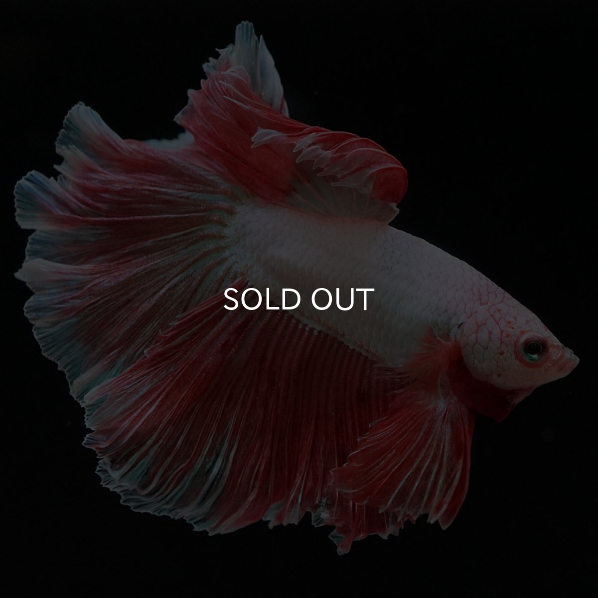 画像2: HM ファンシー ローズテール (2)