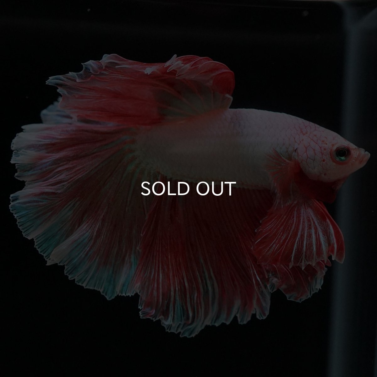 画像7: HM ファンシー ローズテール (7)