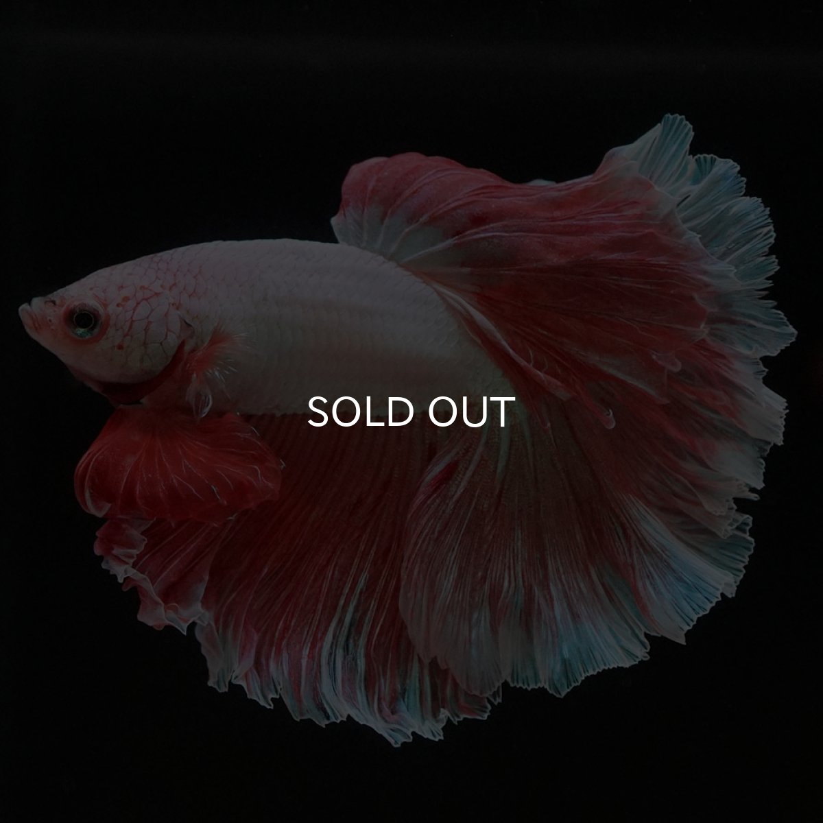 画像3: HM ファンシー ローズテール (3)