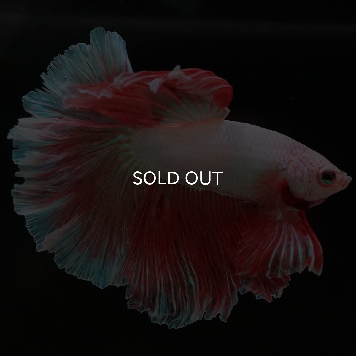 画像6: HM ファンシー ローズテール (6)