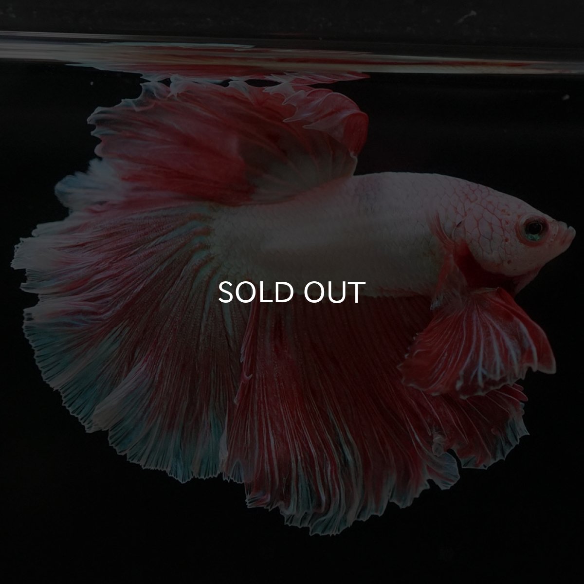 画像4: HM ファンシー ローズテール (4)