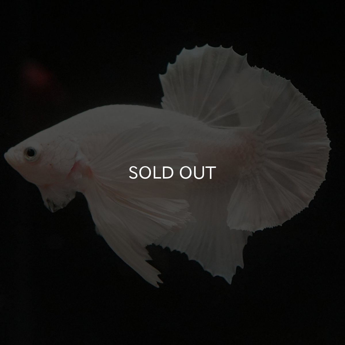 画像5: HMPKダンボ ホワイト (5)