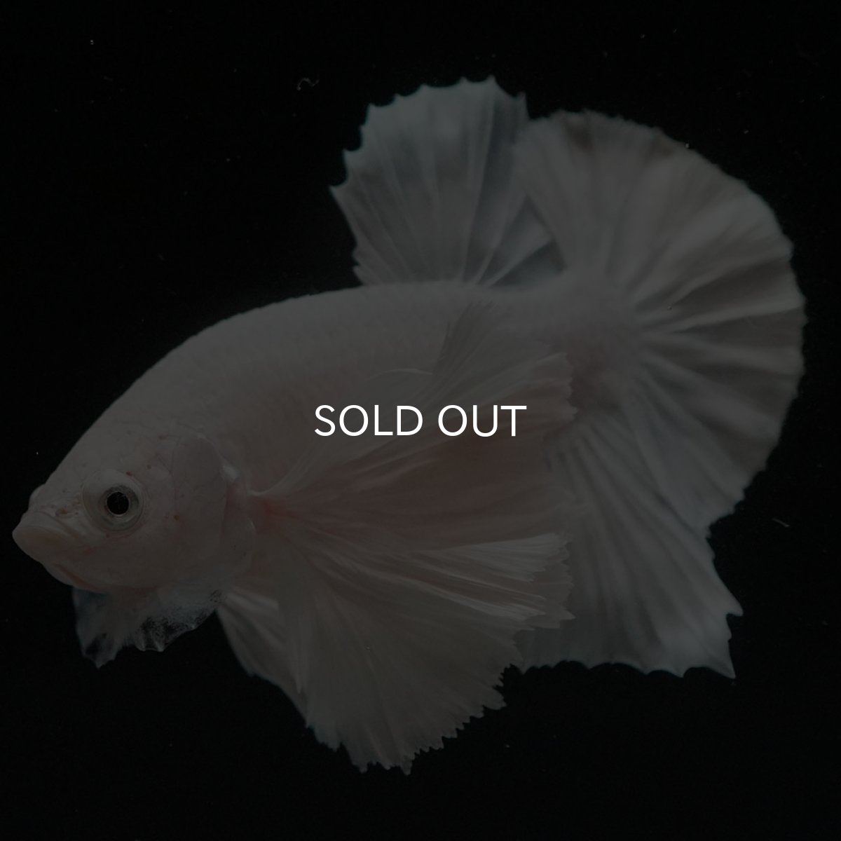 画像4: HMPKダンボ ホワイト (4)