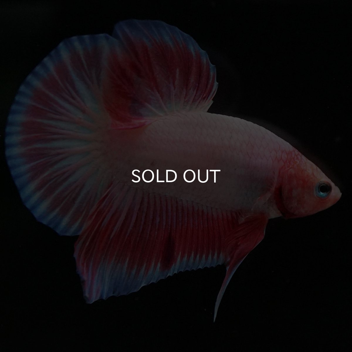 画像5: HMPK ファンシー (5)