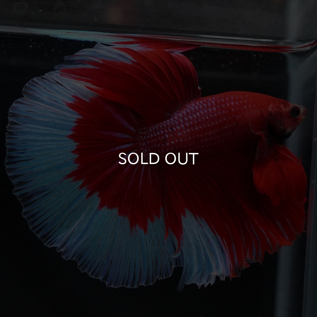 画像6: HM レッドバタフライ (6)