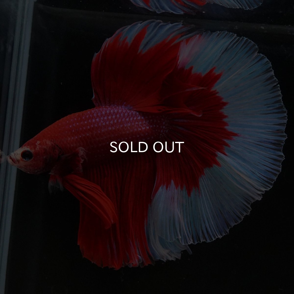 画像2: HM レッドバタフライ (2)