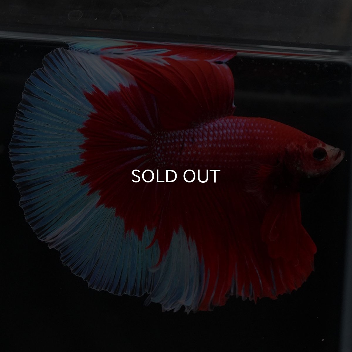 画像5: HM レッドバタフライ (5)