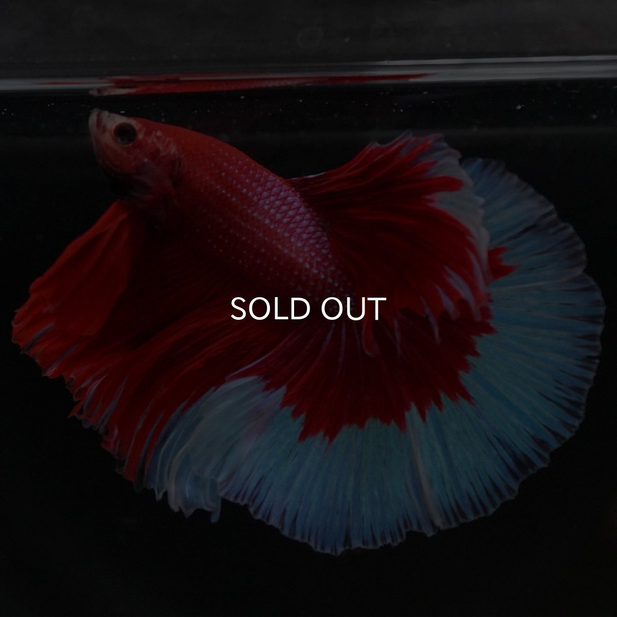 画像4: HM レッドバタフライ (4)