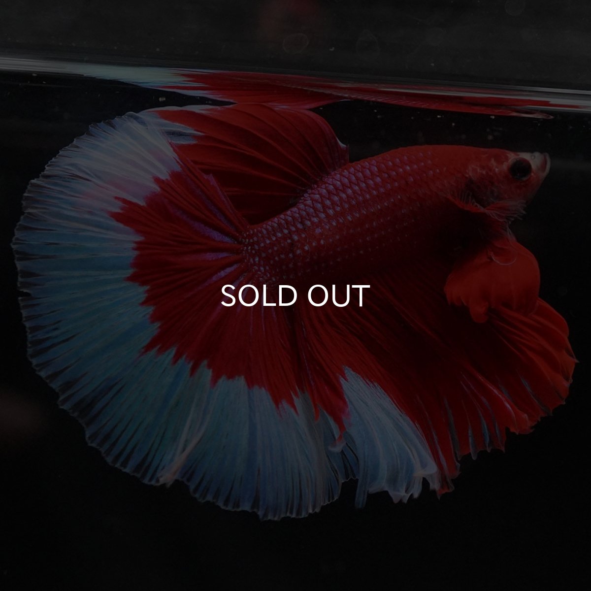 画像3: HM レッドバタフライ (3)