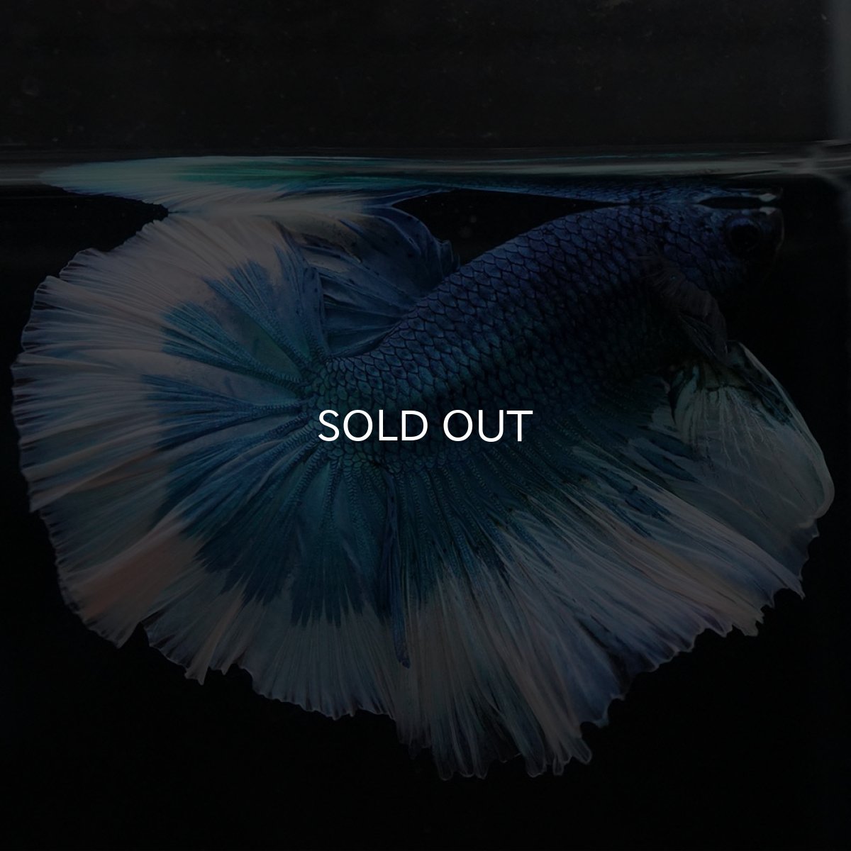 画像7: HM　ブルーバタフライ (7)