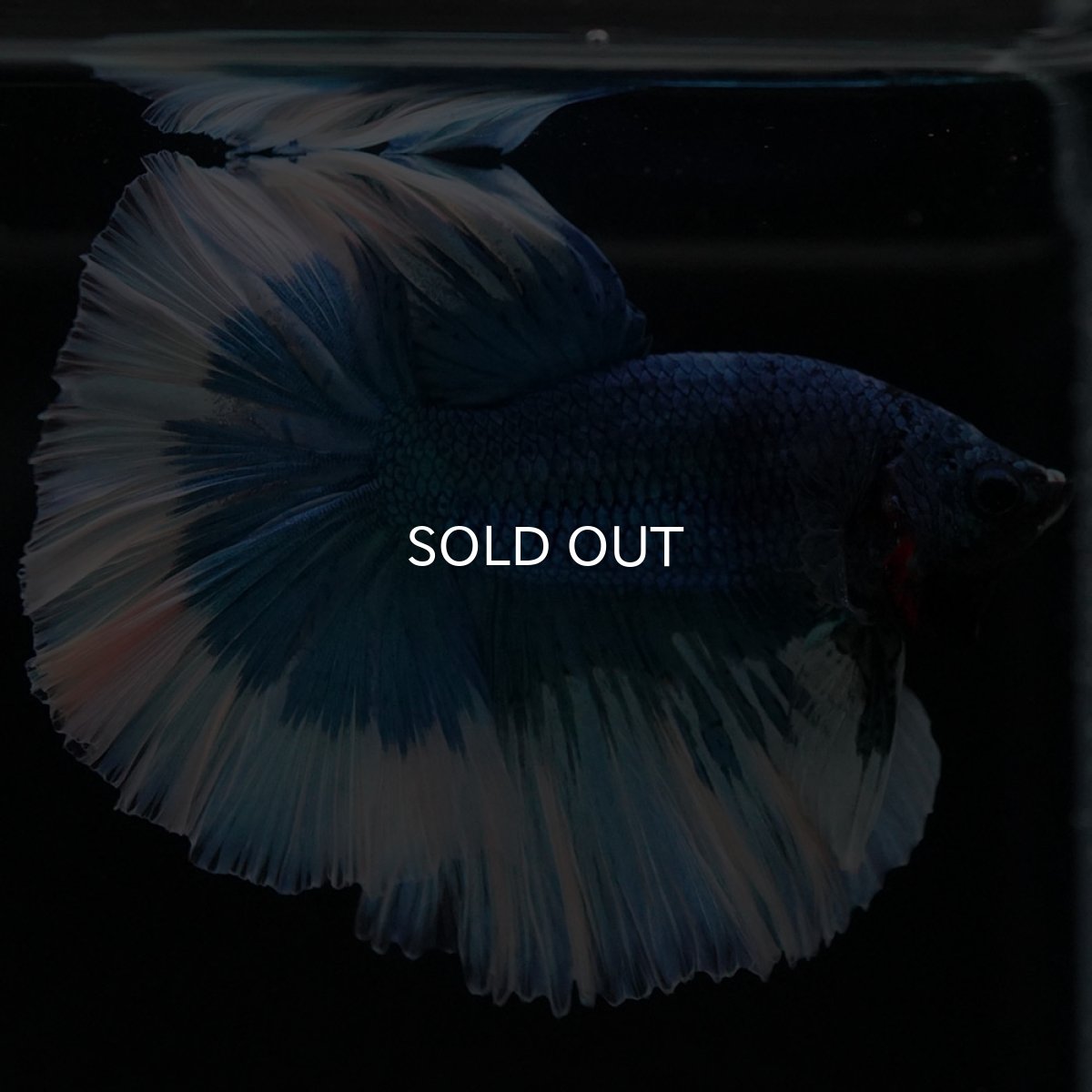 画像5: HM　ブルーバタフライ (5)