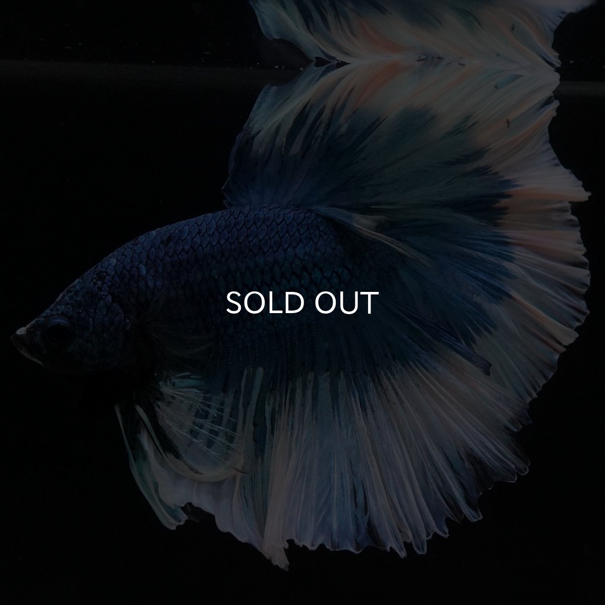 画像6: HM　ブルーバタフライ (6)