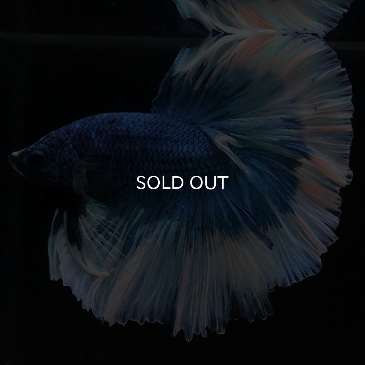 画像2: HM　ブルーバタフライ (2)