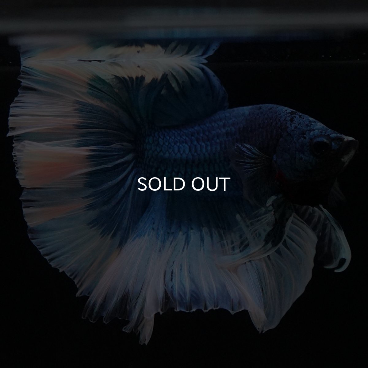 画像3: HM　ブルーバタフライ (3)