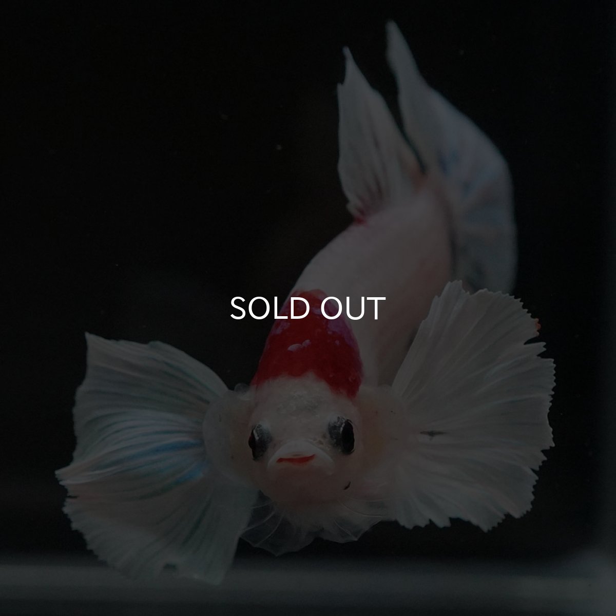 画像3: HMPKダンボ ファンシー (3)