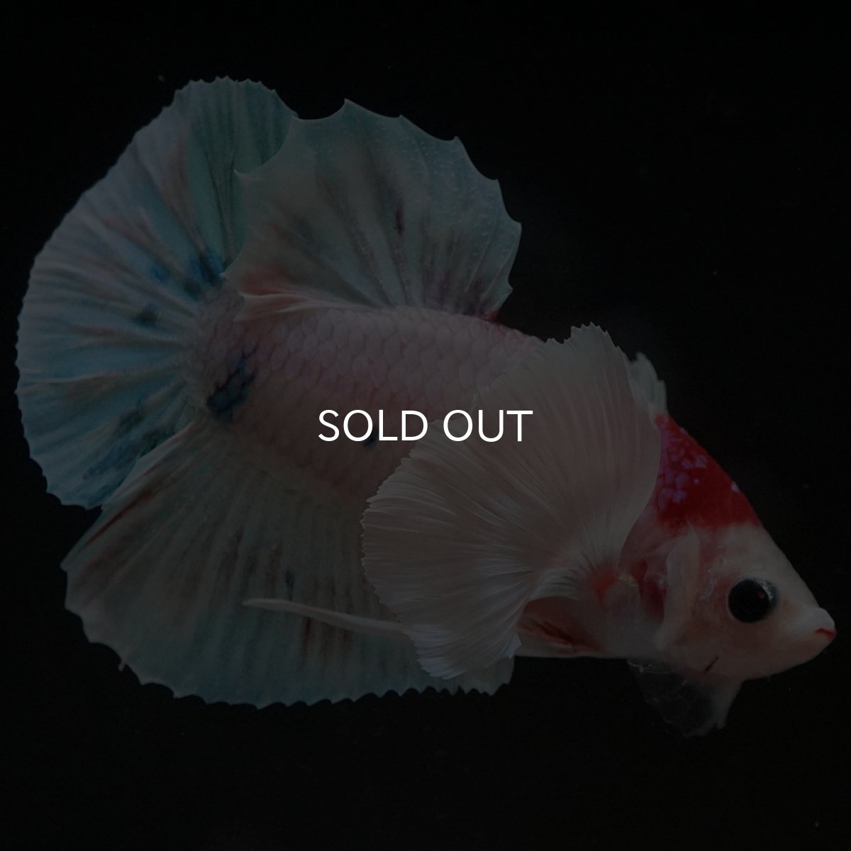 画像12: HMPKダンボ ファンシー (12)