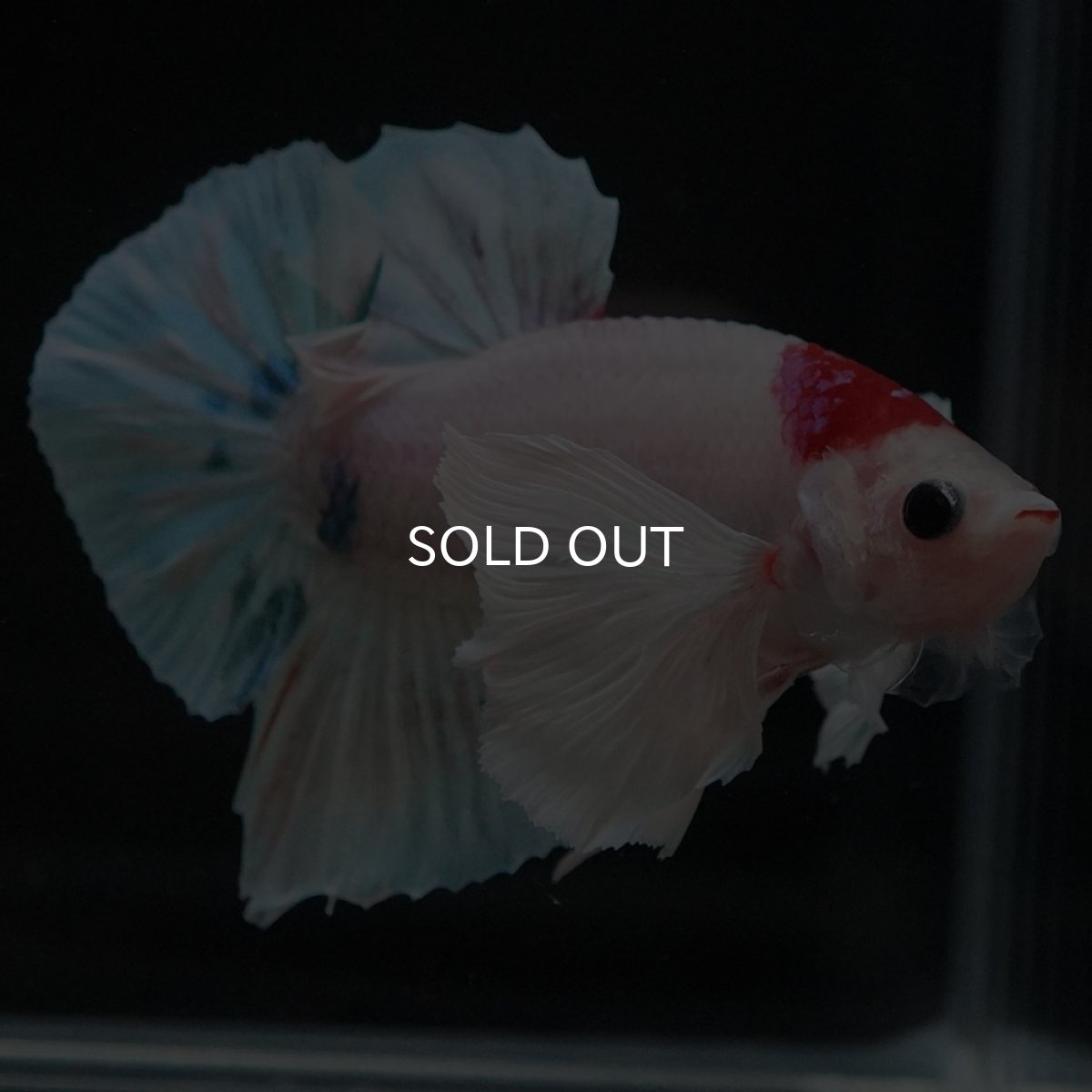 画像7: HMPKダンボ ファンシー (7)