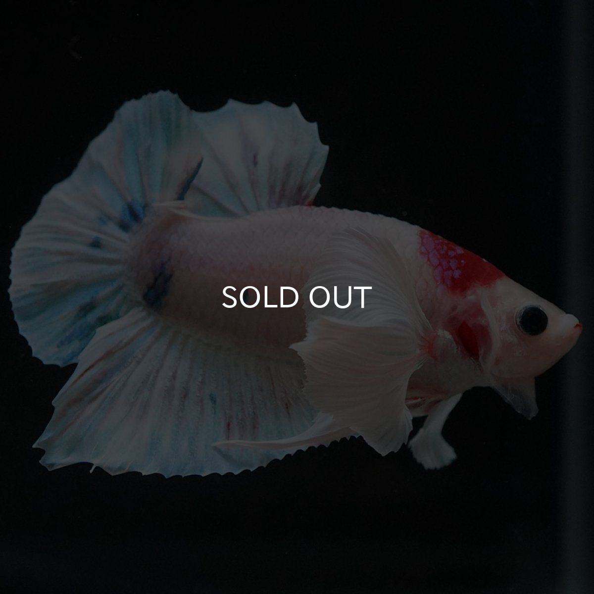 画像5: HMPKダンボ ファンシー (5)