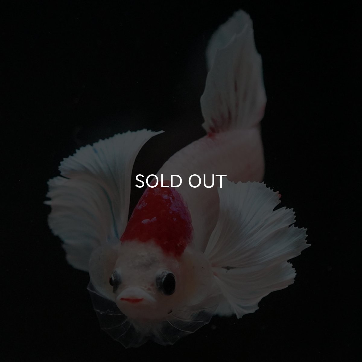 画像10: HMPKダンボ ファンシー (10)