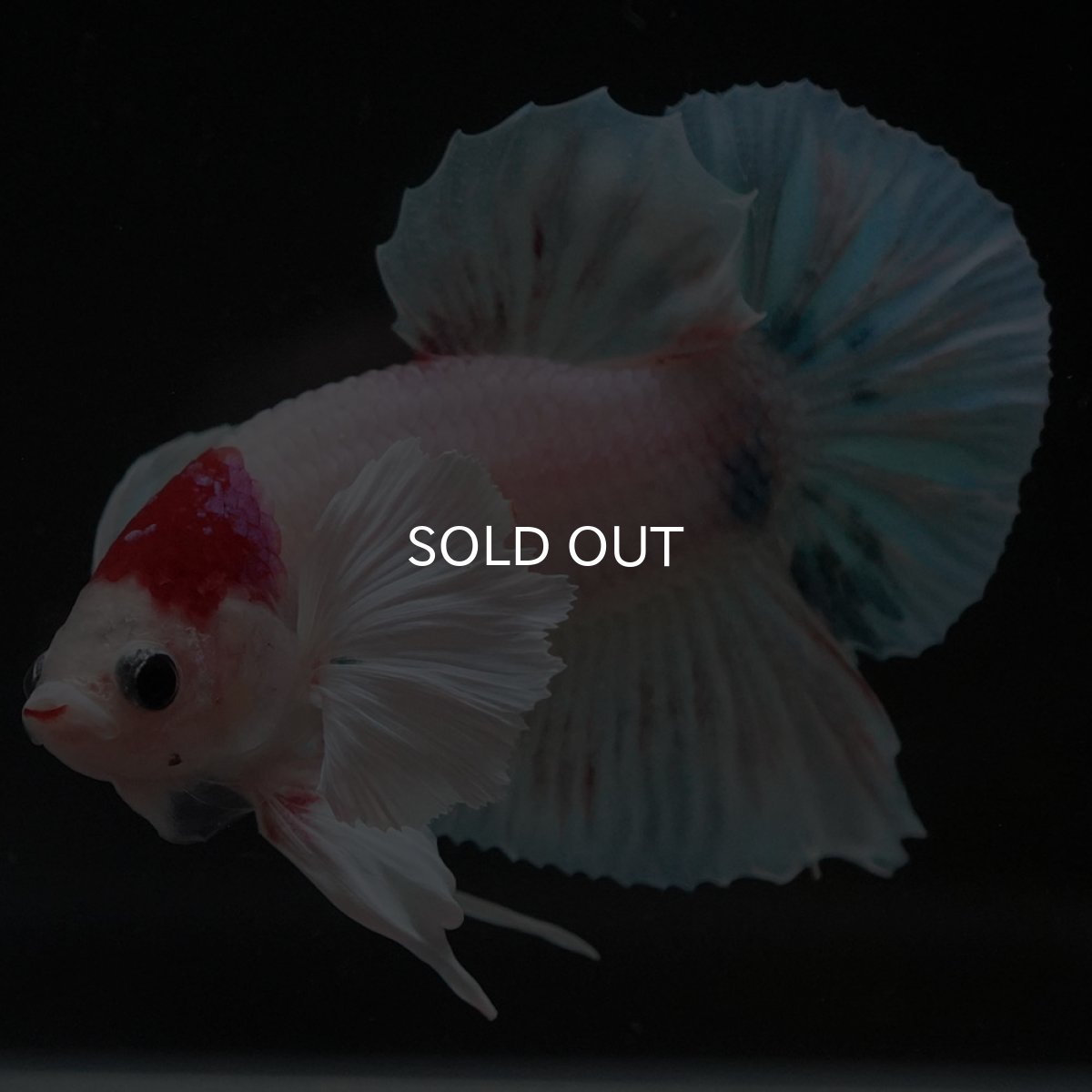 画像11: HMPKダンボ ファンシー (11)