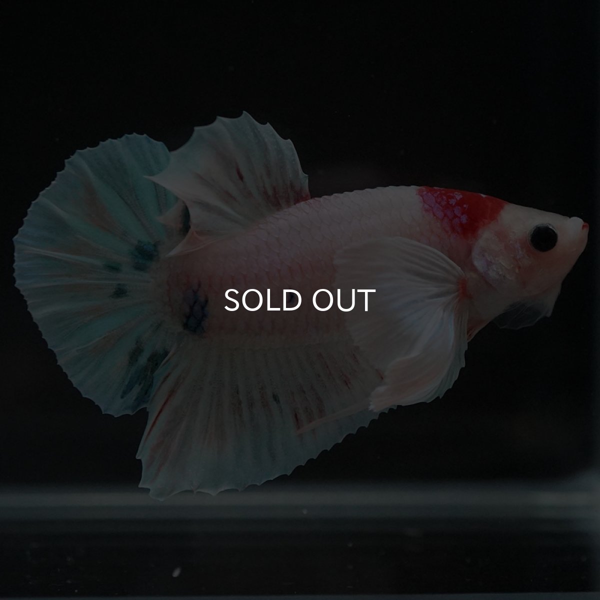 画像9: HMPKダンボ ファンシー (9)