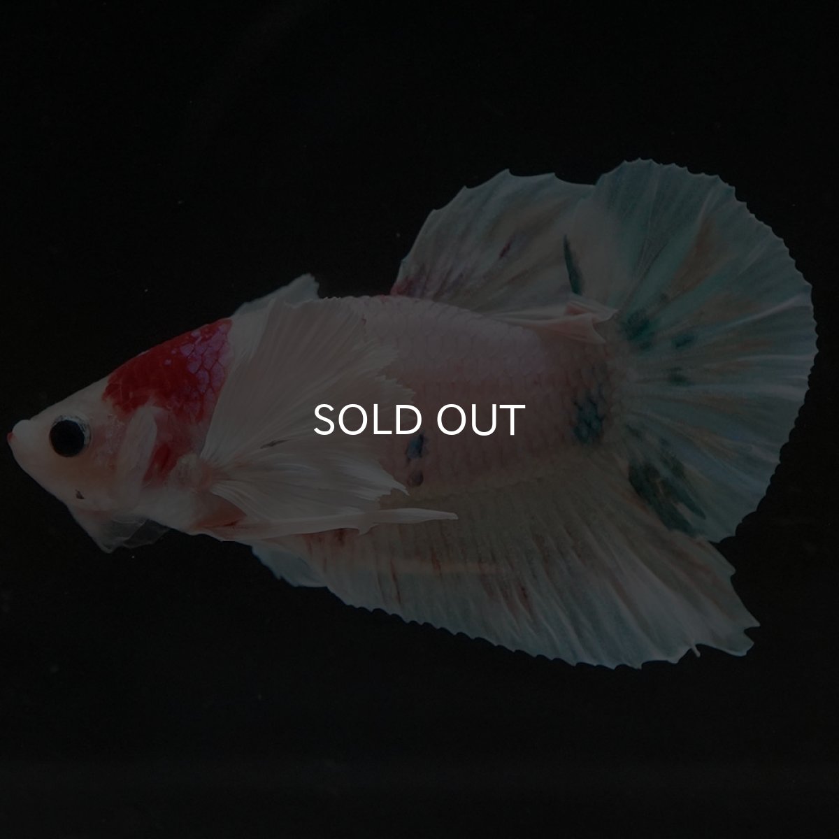 画像8: HMPKダンボ ファンシー (8)