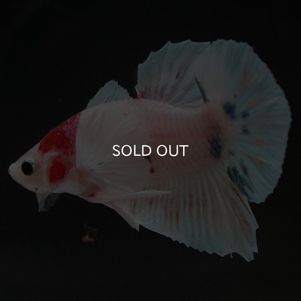 画像6: HMPKダンボ ファンシー (6)