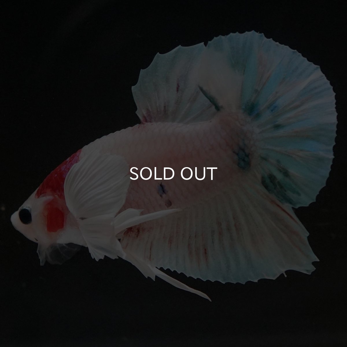 画像4: HMPKダンボ ファンシー (4)