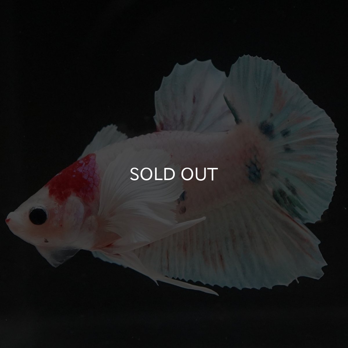 画像2: HMPKダンボ ファンシー (2)