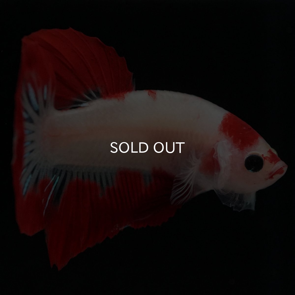 画像8: HMPK 紅白 (8)